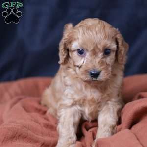 Rusty, Cavapoo Puppy